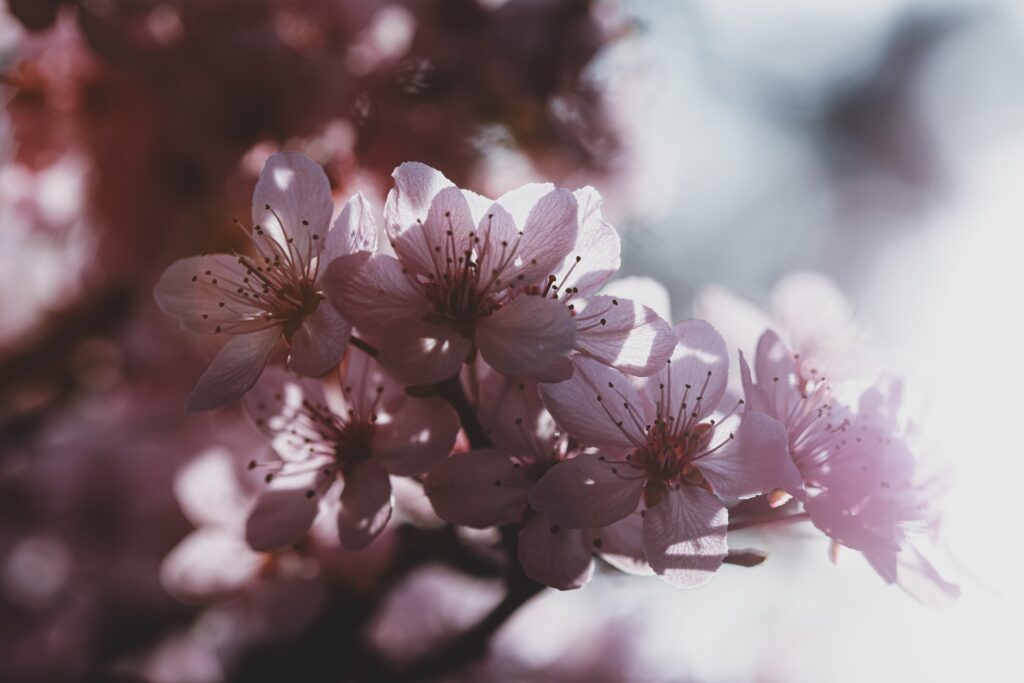 flowers-ga6dc710ac_1920